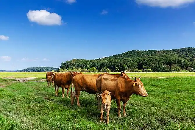 牛的图片_图片大全