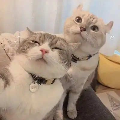 猫系列的情侣头像一左一右2022年两个猫咪的情头超萌版2022最新情侣