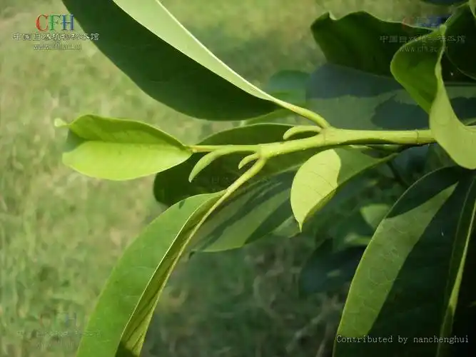 p>乐昌含笑,又名南方白兰花,广东含笑,景烈白兰,景烈含笑.