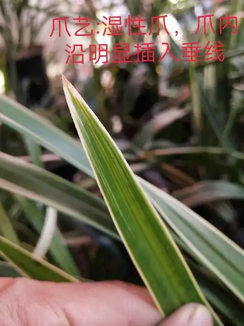 兰花叶艺知识图解(广东顺德郭润明整理,贵州六盘水劲松兰苑编辑)
