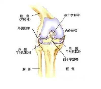 人体胫骨解剖示意图-人体解剖图