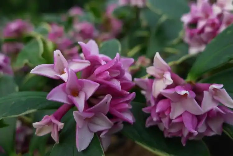 带你游大余瑞香产业