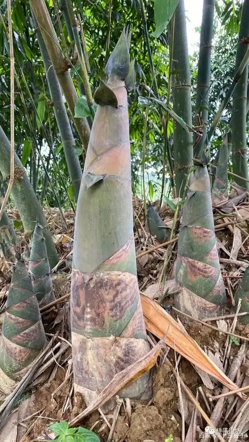 睇睇:桂平紫荆这些靓竹笋你们吃过吗?