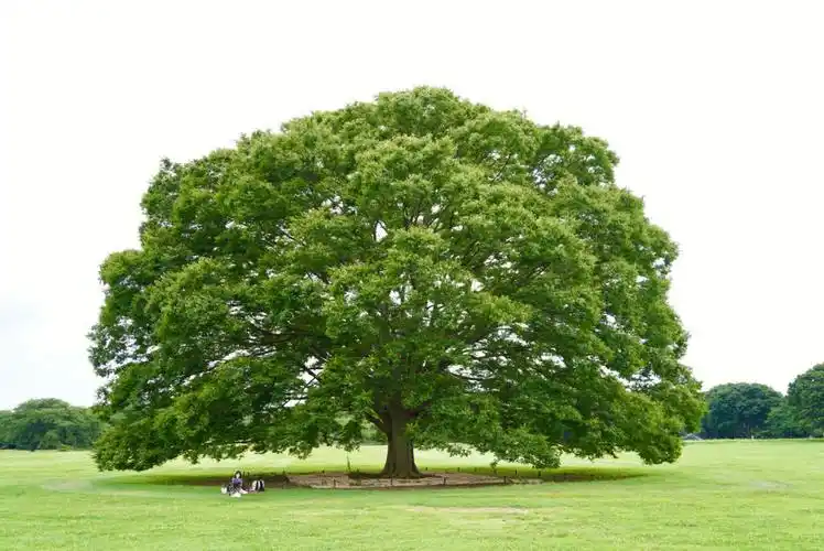 被这棵大树疗愈了🌳🌿