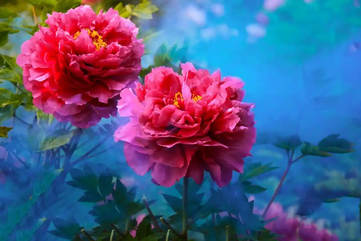 分享一组精美的牡丹花壁纸,赶紧收藏吧!