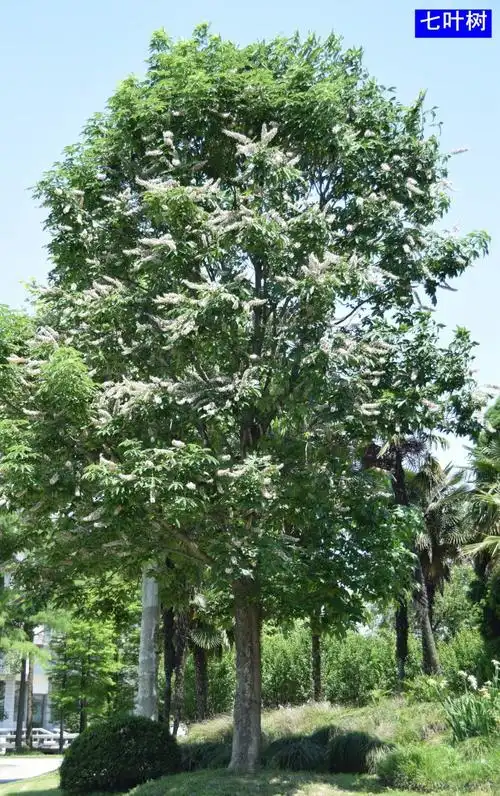 七叶树