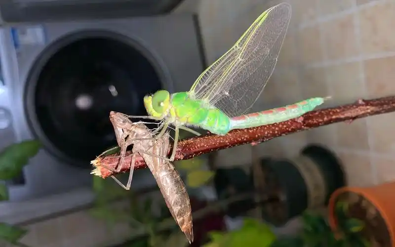 活动作品令人窒息的实拍水虿华丽蜕变蜻蜓全过程