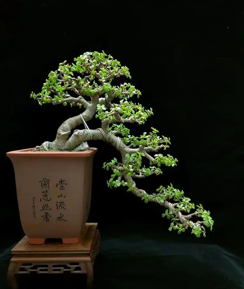 金枝玉叶盆景……