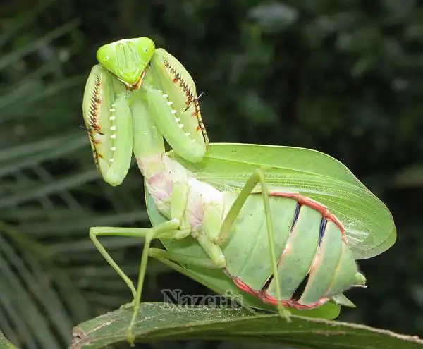 原创,螳螂种类扫盲