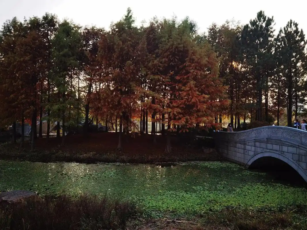 上海水杉林闵行文化公园