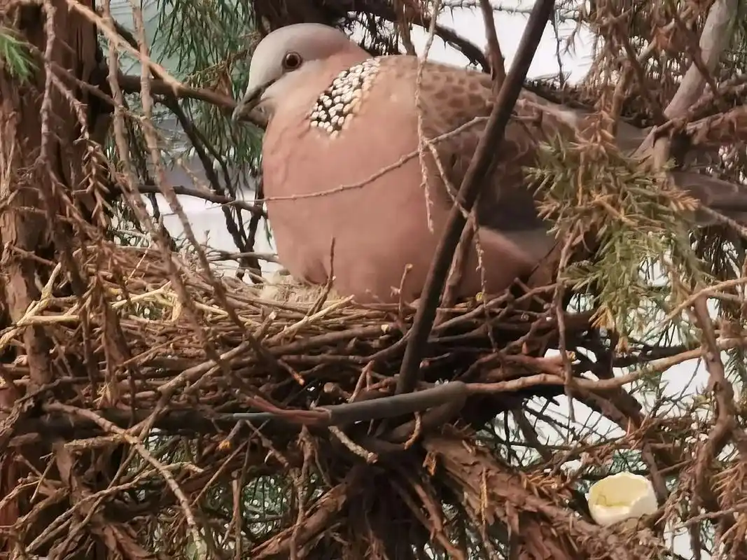珠颈斑鸠成长记