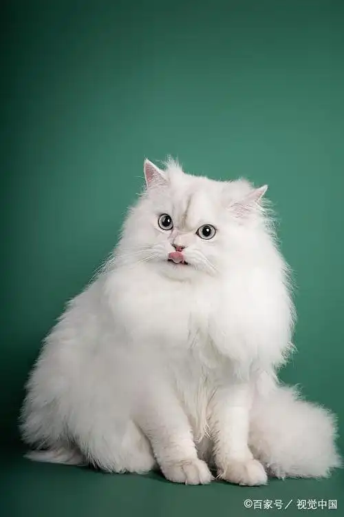 长毛猫为啥叫高地