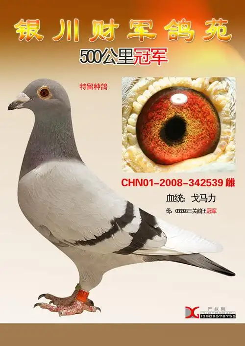 戈马力500公里冠军_银川财军鸽业_ ag188.com爱鸽商城_中国信鸽信息网