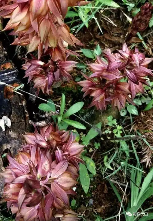 福建大田发现珍惜野生植物"无叶美冠兰"