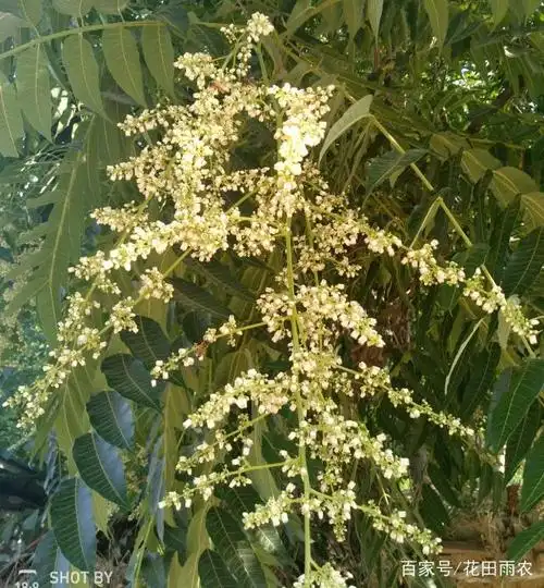 老家的香椿树开花了