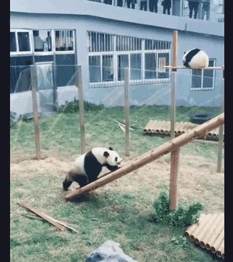 趴着玩滑梯.打沙包.荡秋千.熊猫贪玩,贪在玩具多.气到撞树.