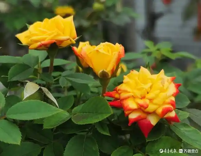 五彩月季花,小巧玲珑好迷人_花朵_高军_开花