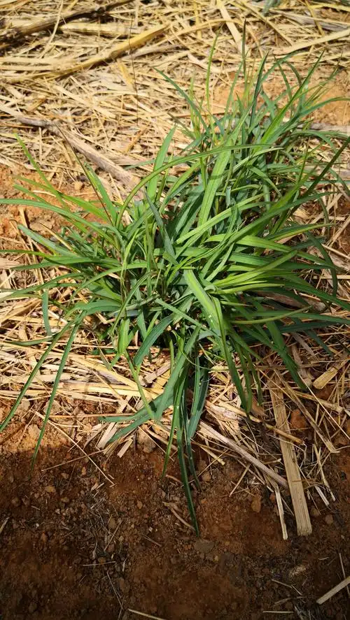 寻找山西纯种北柴胡基地