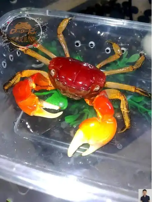 螃蟹宠物淡水可以小螃蟹辣椒迷你观赏相手活体蟹