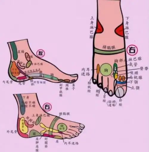 脚的各个部位详细图 脚主要是分为几个部分组成