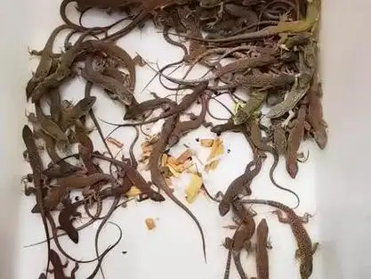 蓝斑珠宝蜥苗子在售 1400 成体60-80公分左右,性格温顺杂食性,能很快