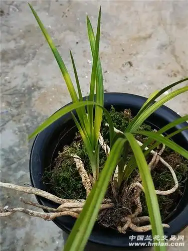 蕙兰连苗变形草 - 中国兰花交易网