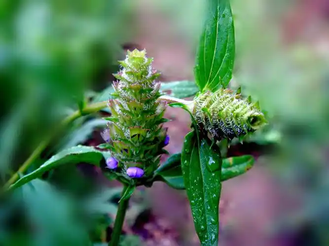 天然药库(1)夏枯草