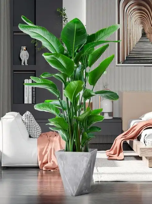 客厅落地式绿植室内大盆栽-特价促销-优惠券领取-价格|多少钱|什么牌
