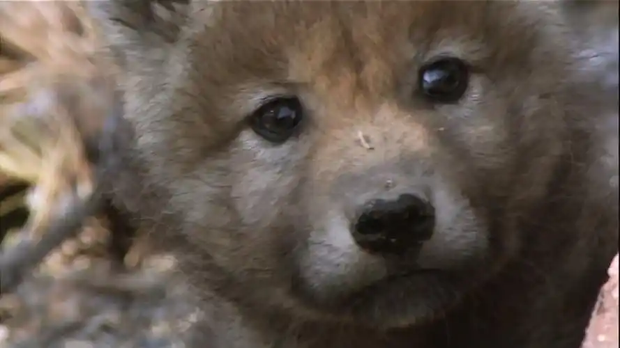 新出生的狼幼崽