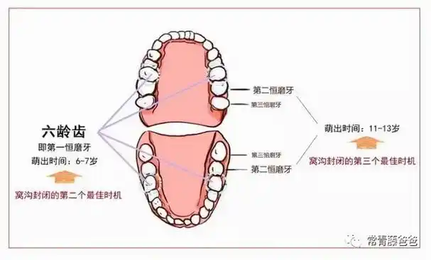 开始长智齿,是0颗还是4颗,看缘分12岁左右换完牙,孩子只有28颗牙齿