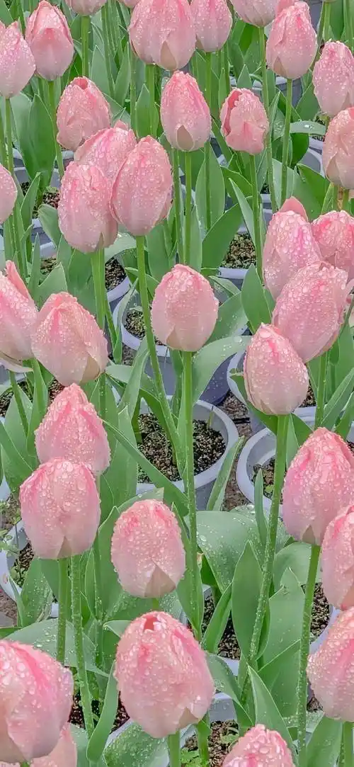 壁纸 | 春日小清新 锁屏壁纸