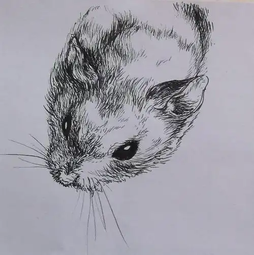 苍鼠素描简笔画