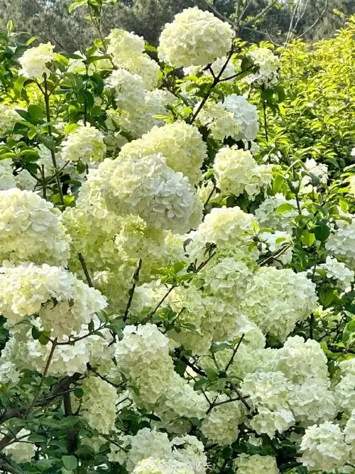 壁纸 花 桌面 690_920 竖版 竖屏 手机