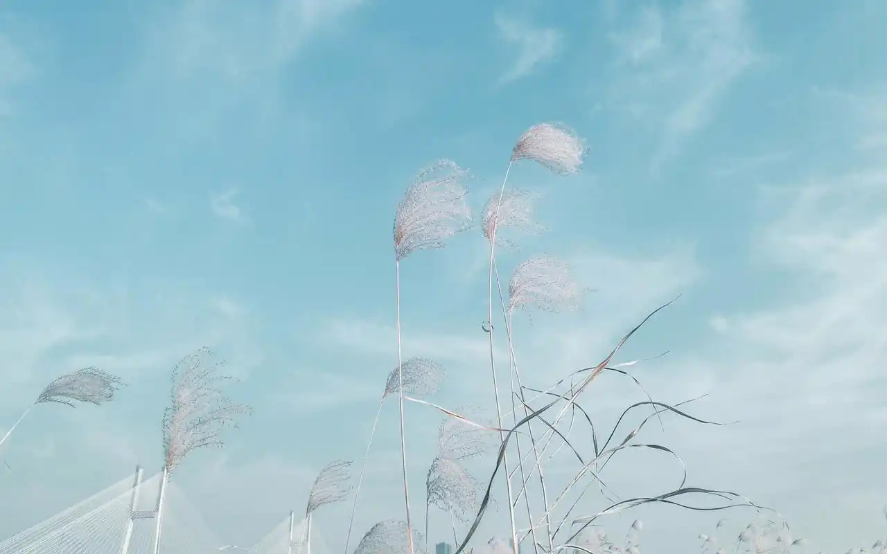 芦苇唯美意境高清图片桌面壁纸