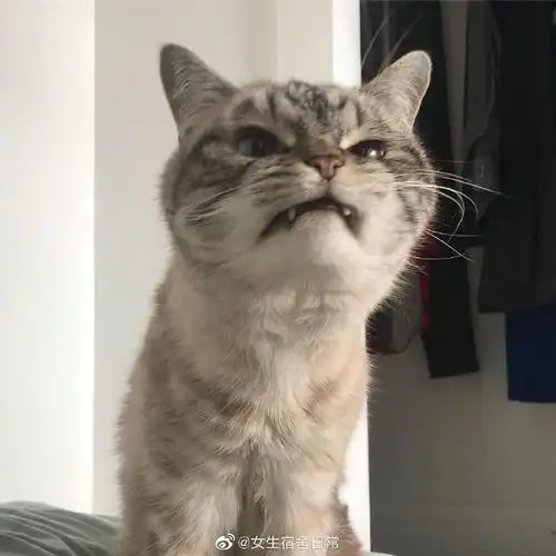 了一张很凶的脸,活脱脱的一只小吸血鬼0369♀15别看人家表情凶