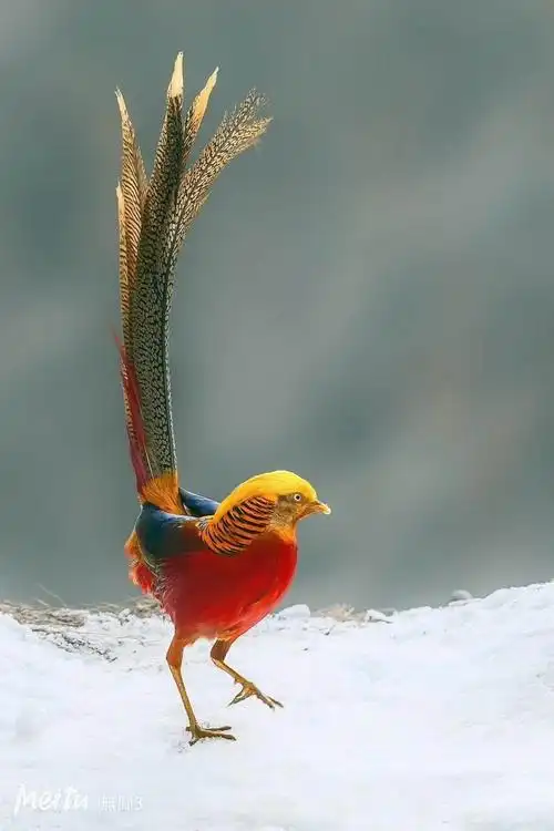 你见过这么漂亮的鸟吗?