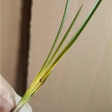 **蕙兰,朱金黄心草