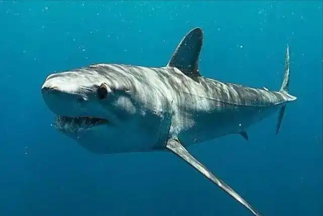 世界十大最危险的鲨鱼(九头鲨)插图5