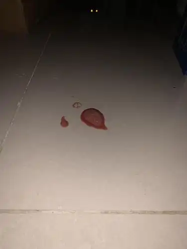 【讨论】已痊愈,猫咪吐血后又多次呕吐又吐血,有图慎入