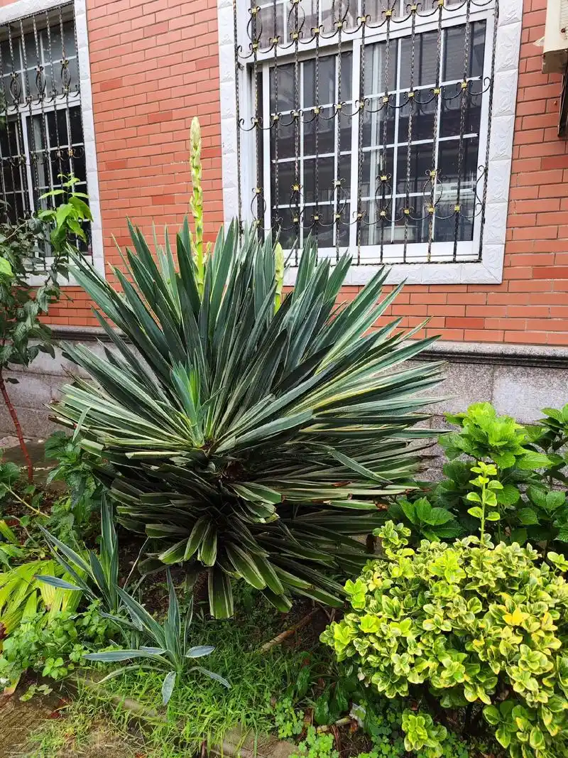 金边丝兰开花.#养花人的乐趣 #好看的花一定要分享给你 - 抖音