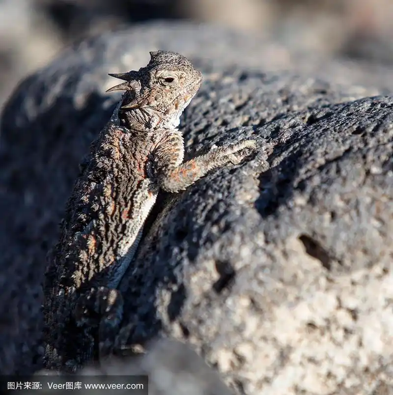 内华达州沙漠中的角蜥蜴