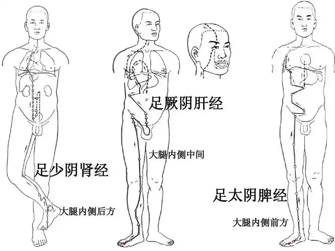 足厥阴肝经 大腿内侧中间 足少阴肾经 足太阴脾经 大腿内侧后方 第24