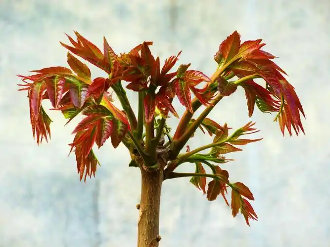 下一张 简介 香椿(学名:toona sinensis)又名香椿芽,香桩头,大红椿树