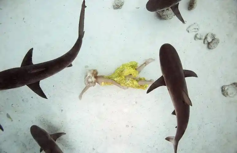 澳摄影师海底拍摄美女与鲨鱼等同游合照