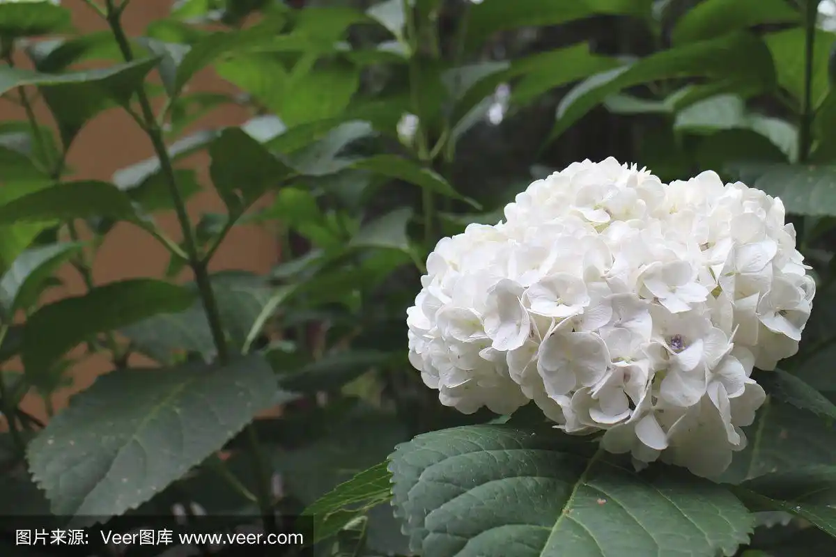 白色,八仙花属,自然,美,水平画幅