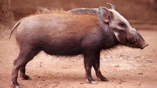 一头非洲灌丛野猪.