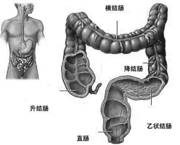 控制大便及排出大便的机理
