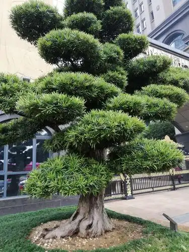 怡河园的吉祥树解读