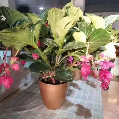 宝莲灯盆栽室内花卉花苗绿植客厅植物好养活名贵植物盆栽q 宝莲灯大苗