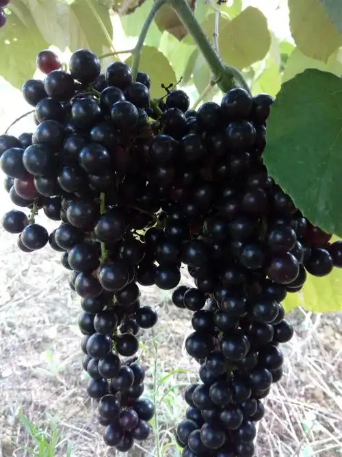 速来围观罗城县四把镇里乐村,山野毛葡萄采摘园马上开园啦!